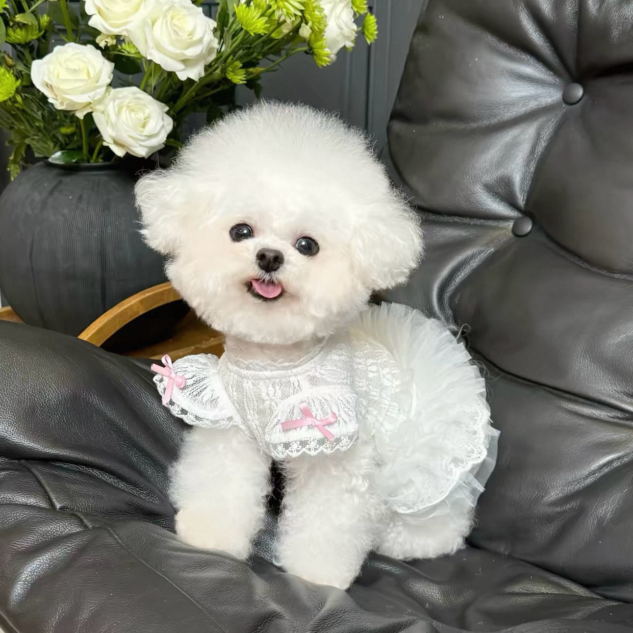 2026 Princess Style Pet Dress  - Lace Teddy Lingerie avis et prix