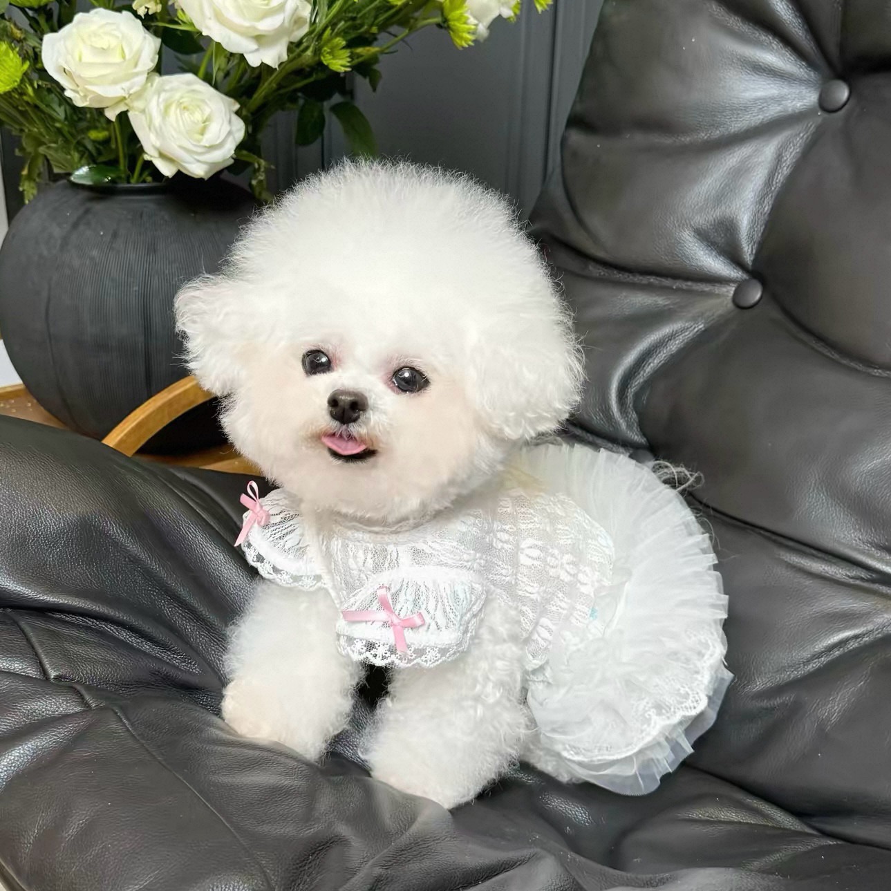 2026 Princess Style Pet Dress  - Lace Teddy Lingerie avis et prix